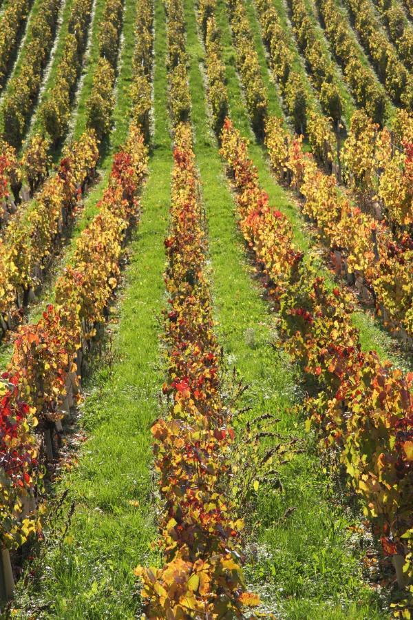 Les Marches Chateau La Violette المظهر الخارجي الصورة